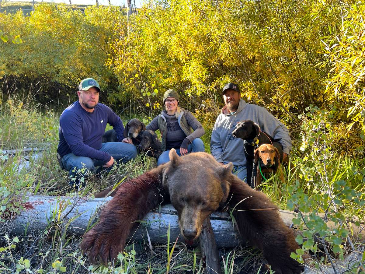 Bear Nevada Black Bear Hunt